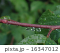 雫をつけた植物 16347012