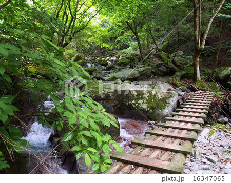 畦ヶ丸の登山道 16347065