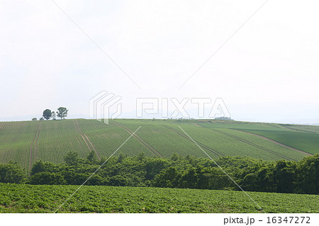 美瑛親子の木 美瑛親子の木 16347272