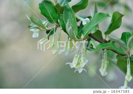 グミの花 16347385