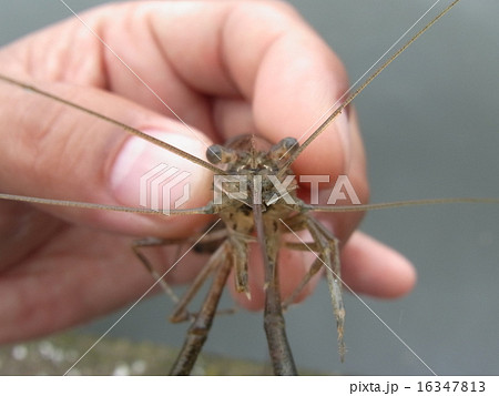 手長エビ 16347813