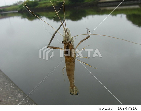 手長エビ 手長エビ 16347816