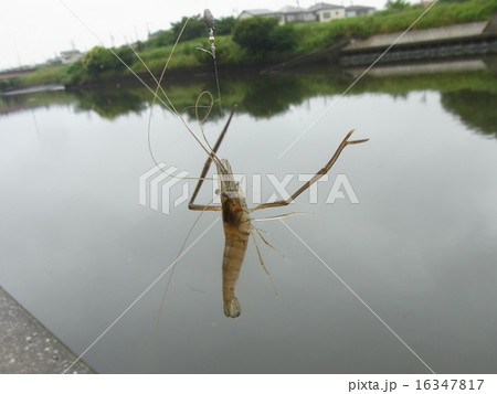 手長エビ 16347817