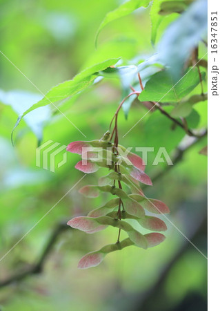 自然 植物 ヒトツバカエデ、実がなって初めてカエデの仲間だったとわかりました 自然 植物 ヒトツバカエデ、実がなって初めてカエデの仲間だったとわかりました 16347851