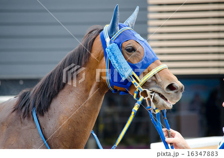 競走馬(顔) 競走馬(顔) 16347883