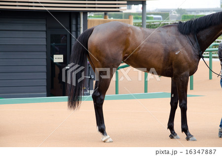 競走馬(サラブレット)グランプリロード 16347887