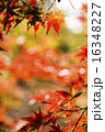 紅葉の森　もみじ 16348227