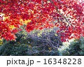 紅葉の紅葉と林 16348228