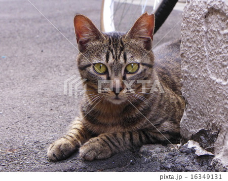 左耳にしるしがある地域猫 16349131