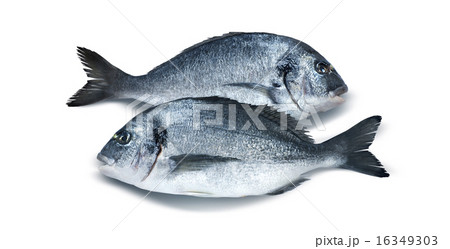 Two parallel dorado fish isolated on white 16349303