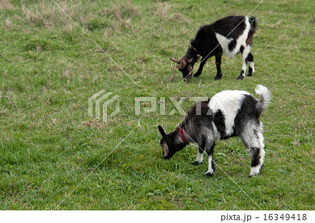 two goats 16349418