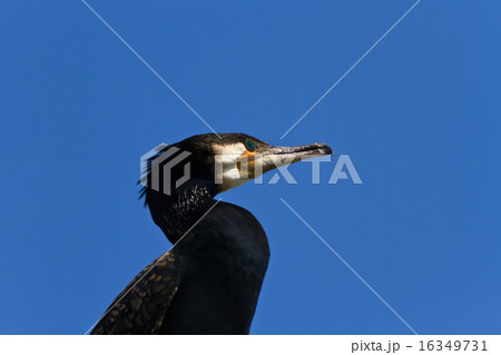 cormorant (phalacrocorax carbo) 16349731