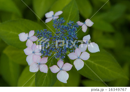 紫陽花 16349767