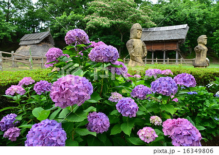 アジサイ咲く、函南町粕谷公園 アジサイ咲く、函南町粕谷公園 16349806