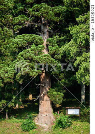 杉の巨樹 山形県 杉の巨樹 山形県 16350021