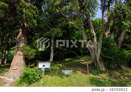 天然記念物 杉とクロベ 山形県 天然記念物 杉とクロベ 山形県 16350022