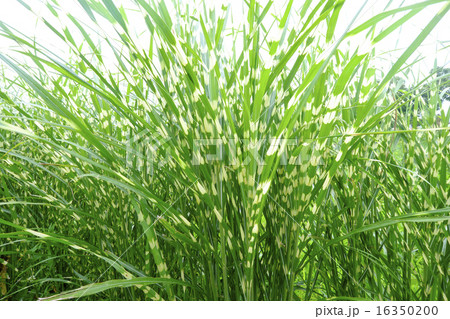 ヤバネススキ　ススキ　薄　芒 16350200