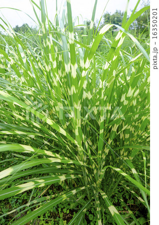 ヤバネススキ ススキ 薄 芒 ヤバネススキ ススキ 薄 芒 16350201