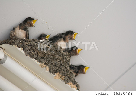 ツバメの巣 16350438