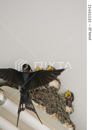 ツバメの巣 ツバメの巣 16350442