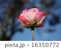 薔薇 16350772