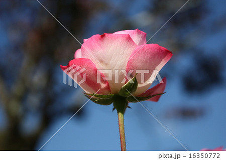 薔薇 16350772
