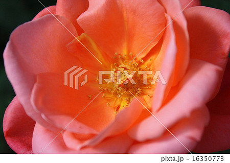 薔薇アップ 16350773