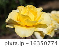 薔薇イエロー 16350774