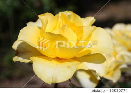 薔薇イエロー 16350774