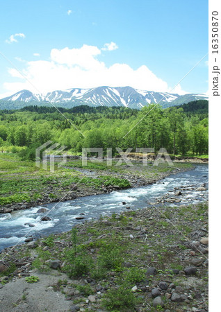 初夏の大雪山 初夏の大雪山 16350870