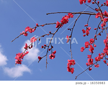 八重枝垂れ桃 16350983