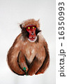 ニホンザル 16350993
