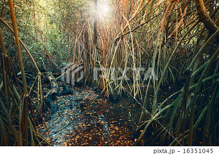 Wild tropical forest landscape, colorful filter 16351045