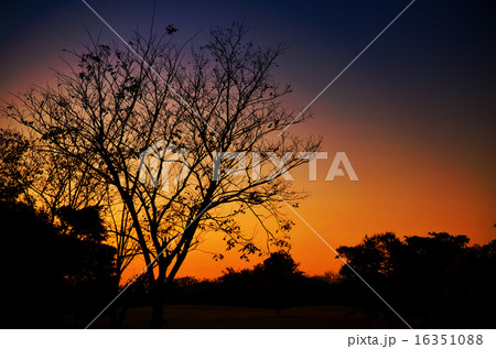 Silhouette Tree in Twilight Light. Silhouette Tree in Twilight Light. 16351088