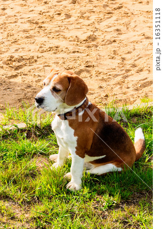 Beagle relaxing after fun games. Beagle relaxing after fun games. 16351118
