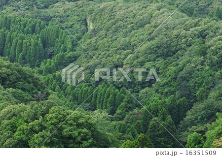 鋸山の地獄覗きから見た森 16351509