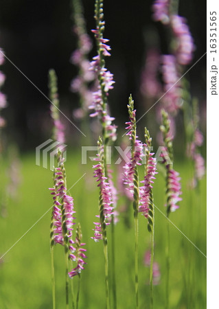 ネジバナ ネジバナ 16351565