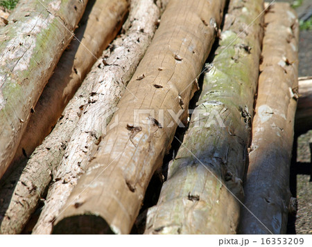 丸太 丸太 16353209