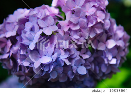 千葉の紫陽花 千葉の紫陽花 16353664