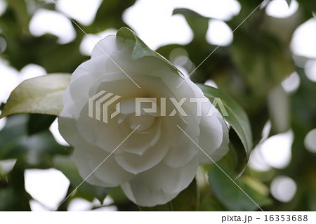 ツバキの花の写真 ツバキの花の写真 16353688