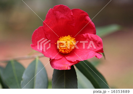 ツバキの花の写真 16353689