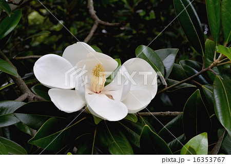 タイサンボク 16353767