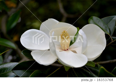 タイサンボク タイサンボク 16353768