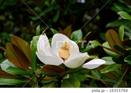 タイサンボク タイサンボク 16353769