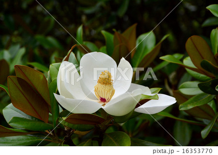 タイサンボク 16353770