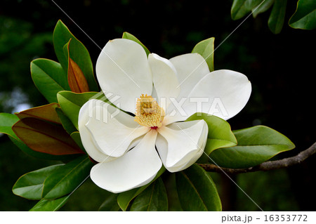 タイサンボク タイサンボク 16353772