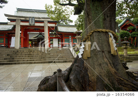 住吉大社、角鳥居と御神木 16354066