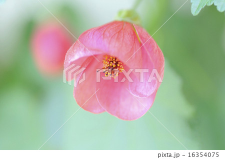 アブチロン アブチロン 16354075