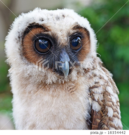 ural owl or strix uralensis bird 16354442