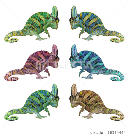 chameleon or calyptratus on white background 16354444